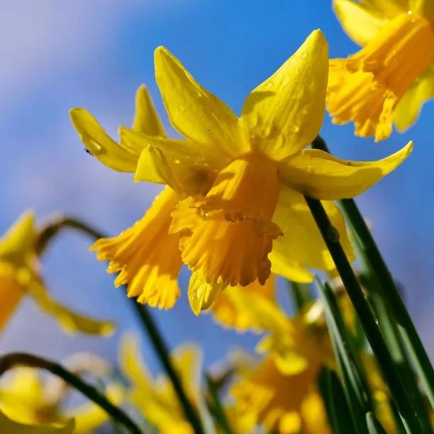 Narcissus pseudonarcissus 'Lobularis' Daffodil 1